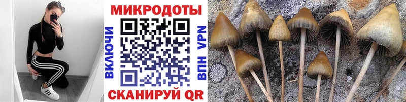 хочу Зима Псилоцибиновые грибы мухоморы