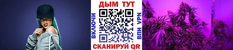 Конопля SATIVA & INDICA  Зима 